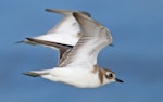 Tibetan sand plover. Nonbreeding adult in flight. Pulau Pinang, Malaysia, January 2024. Image © Dave Bakewell by Dave Bakewell.