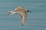 Tibetan sand plover. Juvenile in flight. Bay East, Singapore, September 2024. Image © Dave Bakewell by Dave Bakewell.