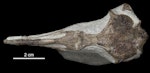 Wilson’s penguin. Dorsal view of holotype skull (Te Papa S.048854). Image © Te Papa by Jean-Claude Stahl.