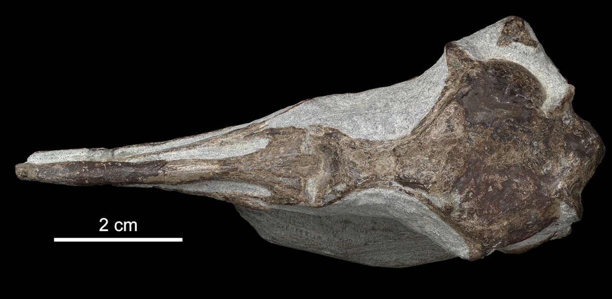 Wilson’s penguin. Dorsal view of holotype skull (Te Papa S.048854). Image © Te Papa by Jean-Claude Stahl.