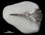 Wilson’s penguin. Dorsal view of paratype skull (Te Papa S.048855). Image © Te Papa by Jean-Claude Stahl.