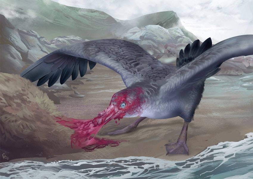 Tina’s giant petrel. Reconstruction. Image © Simone Giovanardi by Simone Giovanardi.