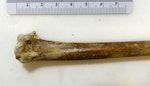 Hakataramea albatross. Holotype humerus (Geology Department, University of Otago, OU 22690). Image © Alan Tennyson by Alan Tennyson.