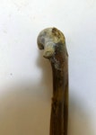 Hakataramea albatross. Holotype humerus (Geology Department, University of Otago, OU 22690). Image © Alan Tennyson by Alan Tennyson.