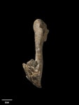 Stonehouse’s penguin. Holotype humerus (Te Papa S.047114). Image © Te Papa by Jean-Claude Stahl.