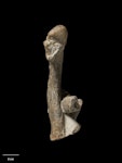 Stonehouse’s penguin. Holotype humerus (Te Papa S.047114). Image © Te Papa by Jean-Claude Stahl.