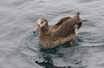 Black-footed albatross. Adult on water. Monterey pelagic, California, USA, August 2018. Image © Rebecca Bowater by Rebecca Bowater.