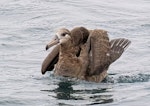 Black-footed albatross. Adult on water. Monterey pelagic, California, USA, August 2018. Image © Rebecca Bowater by Rebecca Bowater.