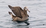 Black-footed albatross. Adult on water. Monterey pelagic, California, USA, August 2018. Image © Rebecca Bowater by Rebecca Bowater.