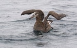 Black-footed albatross. Adult on water with wings raised. Monterey pelagic, California, USA, August 2018. Image © Rebecca Bowater by Rebecca Bowater.