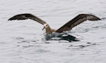 Black-footed albatross. Adult on water with wings raised. Monterey pelagic, California, USA, August 2018. Image © Rebecca Bowater by Rebecca Bowater.