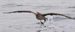 Black-footed albatross. Adult taking flight from water. Monterey pelagic, California, USA, August 2018. Image © Rebecca Bowater by Rebecca Bowater.