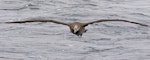 Black-footed albatross. Adult in flight. Monterey pelagic, California, USA, August 2018. Image © Rebecca Bowater by Rebecca Bowater.