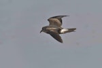 Leach's storm petrel. Adult in flight. Le Porge, France, November 2023. Image © Cyril Vathelet by Cyril Vathelet.