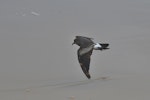 Leach's storm petrel. Adult in flight. Le Porge, France, November 2023. Image © Cyril Vathelet by Cyril Vathelet.