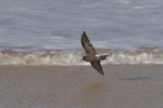 Leach's storm petrel. Adult in flight. Le Porge, France, November 2023. Image © Cyril Vathelet by Cyril Vathelet.