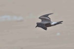 Leach's storm petrel. Adult in flight. Le Porge, France, November 2023. Image © Cyril Vathelet by Cyril Vathelet.