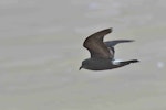 Leach's storm petrel. Adult in flight. Le Porge, France, November 2023. Image © Cyril Vathelet by Cyril Vathelet.