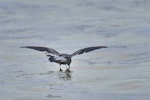 Leach's storm petrel. Adult feeding. Le Porge, France, November 2023. Image © Cyril Vathelet by Cyril Vathelet.