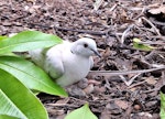 Barbary dove. Adult brooding chick. Skudders Beach, Kerikeri, January 2025. Image © Colin Miskelly by Colin Miskelly.