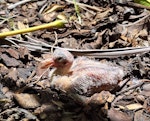 Barbary dove. Chick. Skudders Beach, Kerikeri, January 2025. Image © Colin Miskelly by Colin Miskelly.