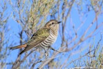 Horsfield’s bronze-cuckoo. Adult. Mt Eba Station, South Australia, July 2023. Image © Mark Lethlean by Mark Lethlean.