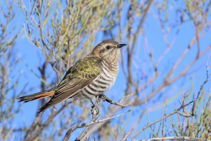 Horsfield’s bronze-cuckoo. Adult. Mt Eba Station, South Australia, July 2023. Image © Mark Lethlean by Mark Lethlean.