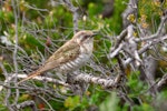 Horsfield’s bronze-cuckoo. Adult. Cape Le Grande National Park, Western Australia, October 2023. Image © Mark Lethlean by Mark Lethlean.