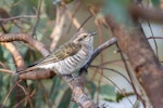 Horsfield’s bronze-cuckoo. Adult. Terrick Terrick National Park, Victoria, Australia, March 2023. Image © Mark Lethlean by Mark Lethlean.