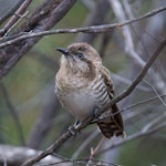 Horsfield’s bronze-cuckoo. Adult. Mt Remarkable National Park, South Australia, August 2017. Image © Mark Lethlean by Mark Lethlean.