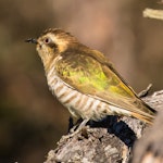 Horsfield’s bronze-cuckoo. Adult. Hunter Valley, New South Wales, Australia, September 2017. Image © Dick Jenkin by Dick Jenkin.