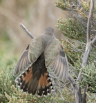 Horsfield’s bronze-cuckoo. Adult with tail spread. Jawbone Flora & Fauna Reserve, Williamstown, Victoria, Australia, December 2017. Image © Sonja Ross by Sonja Ross.