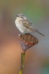 Horsfield’s bronze-cuckoo. Adult female. Fogg Dam, Northern Territory, Australia, June 2022. Image © Ian Wilson by Ian Wilson.