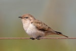 Horsfield’s bronze-cuckoo. Juvenile. Western Treatment Plant, Werribee, Victoria, Australia, December 2015. Image © Ian Wilson by Ian Wilson.