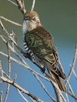 Horsfield’s bronze-cuckoo. Adult. Tolderol Reserve, South Australia, July 2019. Image © John Fennell by John Fennell.