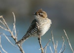 Horsfield’s bronze-cuckoo. Adult. Tolderol Reserve, South Australia, July 2019. Image © John Fennell by John Fennell.