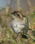 Horsfield’s bronze-cuckoo. Adult. Tolderol Reserve, South Australia, July 2019. Image © John Fennell by John Fennell.