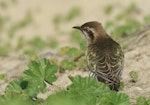 Horsfield’s bronze-cuckoo. Adult. Tolderol Reserve, South Australia, July 2019. Image © John Fennell by John Fennell.