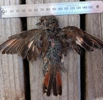 Horsfield’s bronze-cuckoo. Deceased juvenile (dorsal) – first New Zealand record. Muriwai Beach, Auckland, March 2024. Image © Ian McLean by Ian McLean.