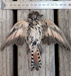 Horsfield’s bronze-cuckoo. Deceased juvenile (ventral) – first New Zealand record. Muriwai Beach, Auckland, March 2024. Image © Ian McLean by Ian McLean.