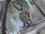 Horsfield’s bronze-cuckoo. Adult. Molonglo Valley, Australian Capital Territory, September 2017. Image © Roy McDowall by Roy McDowall.