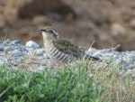 Horsfield’s bronze-cuckoo. Adult. Molonglo Valley, Australian Capital Territory, September 2017. Image © Roy McDowall by Roy McDowall.