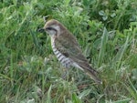 Horsfield’s bronze-cuckoo. Adult. Molonglo Valley, Australian Capital Territory, September 2017. Image © Roy McDowall by Roy McDowall.