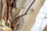 Horsfield’s bronze-cuckoo. Juvenile. Nagambie, Victoria, Australia, October 2019. Image © Imogen Warren by Imogen Warren.