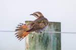 Horsfield’s bronze-cuckoo. Adult with tail spread. Geelong, Victoria, Australia, October 2019. Image © Imogen Warren by Imogen Warren.