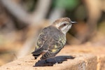 Horsfield’s bronze-cuckoo. Adult. Nagambie, Victoria, Australia, October 2019. Image © Imogen Warren by Imogen Warren.