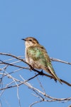 Horsfield’s bronze-cuckoo. Adult. Trephina Gorge, Northern Territory, Australia, September 2022. Image © Imogen Warren by Imogen Warren.