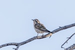 Horsfield’s bronze-cuckoo. Adult. Paroo, Queensland, Australia, April 2023. Image © Imogen Warren by Imogen Warren.