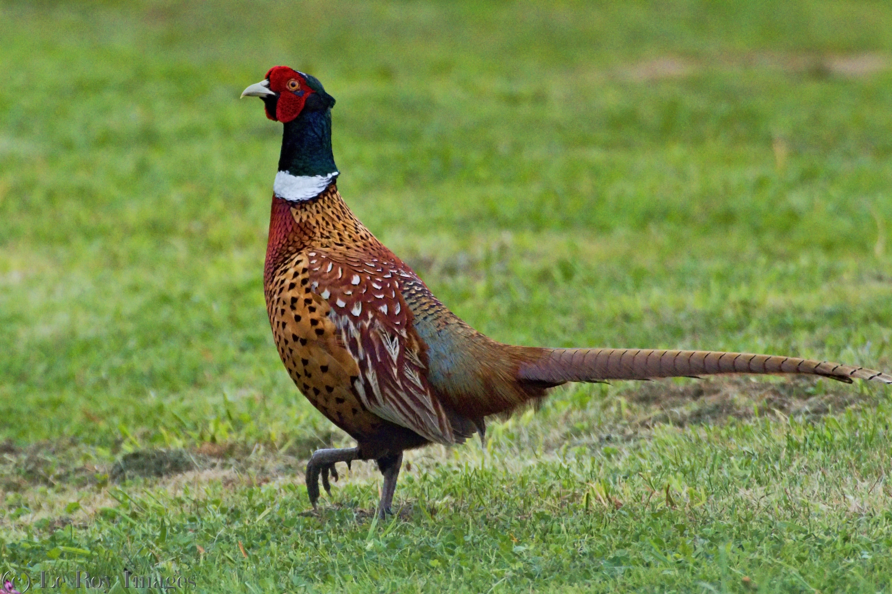 Common pheasant | New Zealand Birds Online