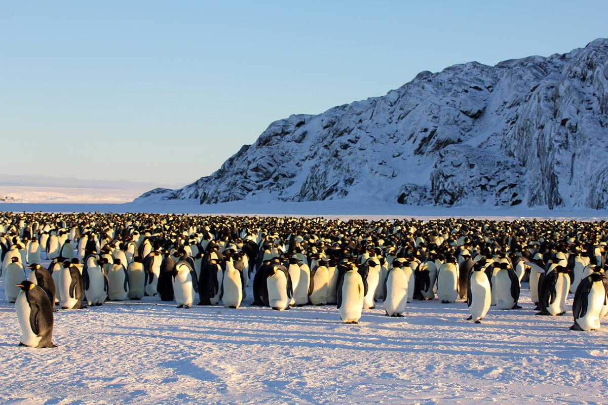 Императорские пингвины живут. Императорский Пингвин в Антарктиде. Антарктида материк пингвины. Пингвины в Антарктиде. Императорский Пингвин Антарктида Континент.